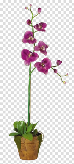 Moth orchids Flowerpot Plant Dendrobium, plant transparent ...