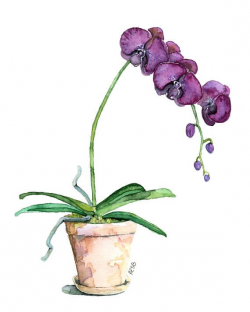 Potted Orchid Painting - Print titled, 