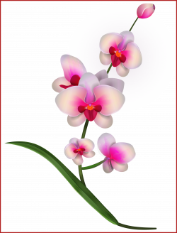 Orchid Clipart at GetDrawings.com | Free for personal use Orchid ...