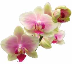 orchids png - Drawing Orchid Realistic - Orchids | #72009 ...