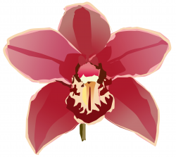 Free Orchid Cliparts, Download Free Clip Art, Free Clip Art ...