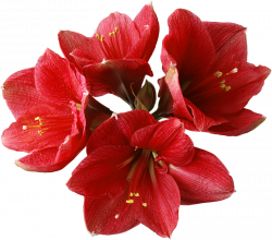 Red Orchid PNG Clipart | Gallery Yopriceville - High-Quality Images ...