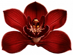 Scarlet Orchid by jeanicebartzen27 on DeviantArt