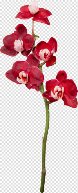 Moth orchids Cut flowers , flower transparent background PNG ...