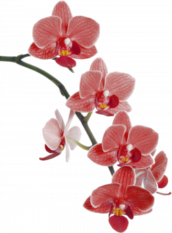 Flowers Clipart Background clipart - Flower, Orchid ...