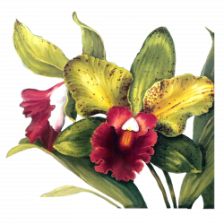 decoupage flower, flower painting, flower painting png, flower ...