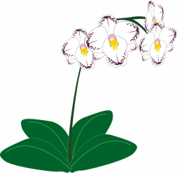 Orchid Icons PNG - Free PNG and Icons Downloads