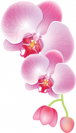орхидеи (21).png | Pinterest | Orchid, Art flowers and Illustrations