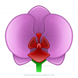 How to draw an orchid