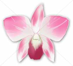 Single Pink Orchid Corsage | Church Flower Clipart