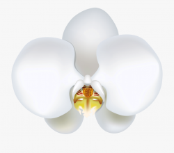 White Orchid Flower Clip Art Clipart Free Download - Single ...