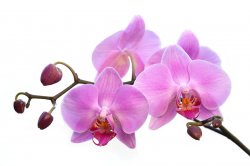 Free Pink Orchid Cliparts, Download Free Clip Art, Free Clip ...