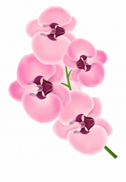 Pink Orchid Png Clipart Image - Orchid Clipart - orchids png ...