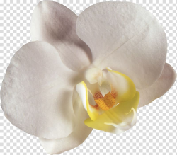Moth orchids Flower , orchid transparent background PNG ...