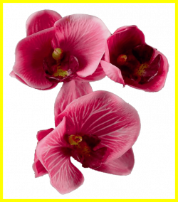 15 Ideas of Orchid Clipart Transparent - Best Beautiful Orchid Flower