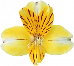 Yellow Orchid Clipart