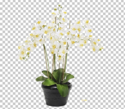 Moth Orchids Flowerpot PNG, Clipart, Artificial Flower ...
