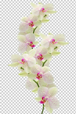 Orchids Flower PNG, Clipart, Computer Software, Cut Flowers ...