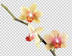 Orchids Flower PNG, Clipart, Clip Art, Computer Software ...