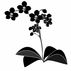 Clipart - Phalaenopsis