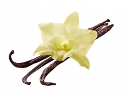 Vanilla Flower transparent PNG - StickPNG