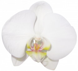 Large Transparent Vanilla Orchid Clipart | Wallpapers and more ...