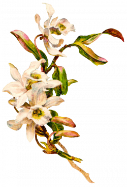 Victorian Vintage Flowers transparent PNG - StickPNG
