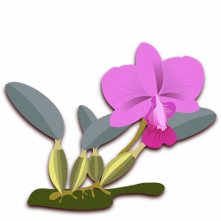Clipart - Cattleya