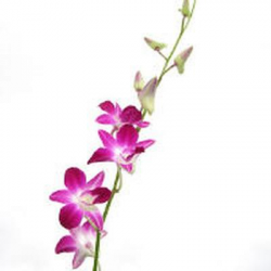 Free Orchid Cliparts, Download Free Clip Art, Free Clip Art ...