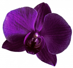 Purple Orchid by jeanicebartzen27 on DeviantArt