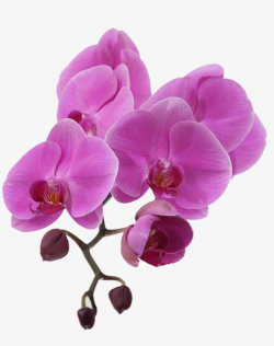Purple Orchid PNG, Clipart, A Flower, Flower, Flowers ...