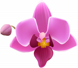 Orchid Flower Transparent Image | Gallery Yopriceville - High ...