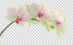 Orchids Desktop Display Resolution Mobile Phones PNG ...