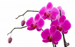 Free orchid flower wallpapers in white blue red color ...