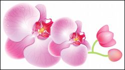 Shocking Pin By World Design On Of Orchid Png Clipart And Trend ...