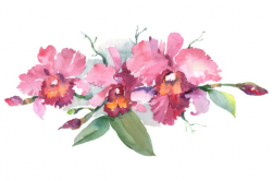 Branch of Pink Orchids Watercolor Png