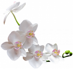 Orchids Flower Clip art - watercolor white flower 1280*1203 ...