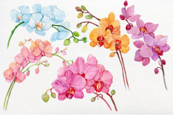 Orchid .Watercolor Clipart. 5 branches of orchids.watercolor hand painting/  Watercolor Flower, Watercolor Floral ,Flower Bouquet Art