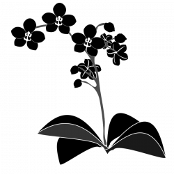 Orchid Clipart (63+)