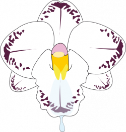 Orchid Flower Clip Art at Clker.com - vector clip art online ...