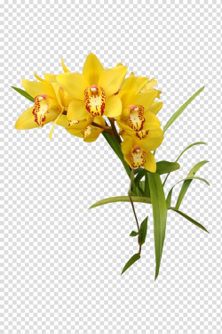 Yellow Orchids, Flower Yellow Orchids , orchid transparent ...