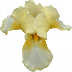White Yellow Orchid transparent PNG - StickPNG
