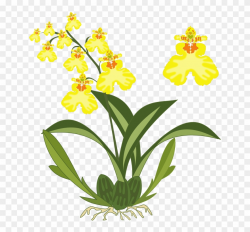 Clipart - Oncidium - Yellow Orchid Clip Art - Png Download ...