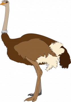 Ostrich Clipart clip art - Free Clipart on Dumielauxepices.net