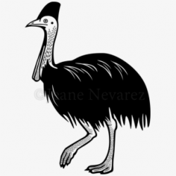Emu Drawing Cassowary - Diagram Of A Cassowary - Download ...