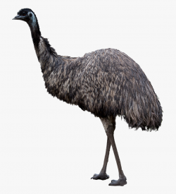 Emu Vs Ostrich Clip Art - Australian Animals Transparent ...
