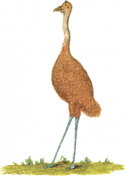 Australia Emu Bird Common ostrich Clip art - Young ostrich 912*1280 ...