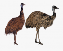 Ostrich - Emu Ostrich Bird #2540453 - Free Cliparts on ...