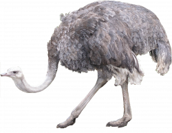 Ostrich PNG Picture | Web Icons PNG