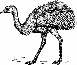 Common ostrich Bird Greater rhea Drawing Clip art - ostrich 1280 ...